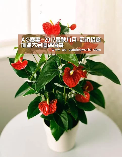 AG赛事