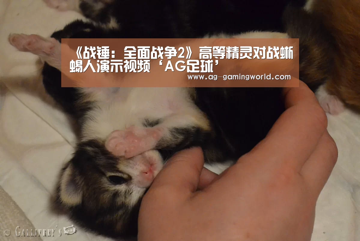 《战锤:全面战争2》高等精灵对战蜥蜴人演示视频‘AG足球’(图1) AG赛事